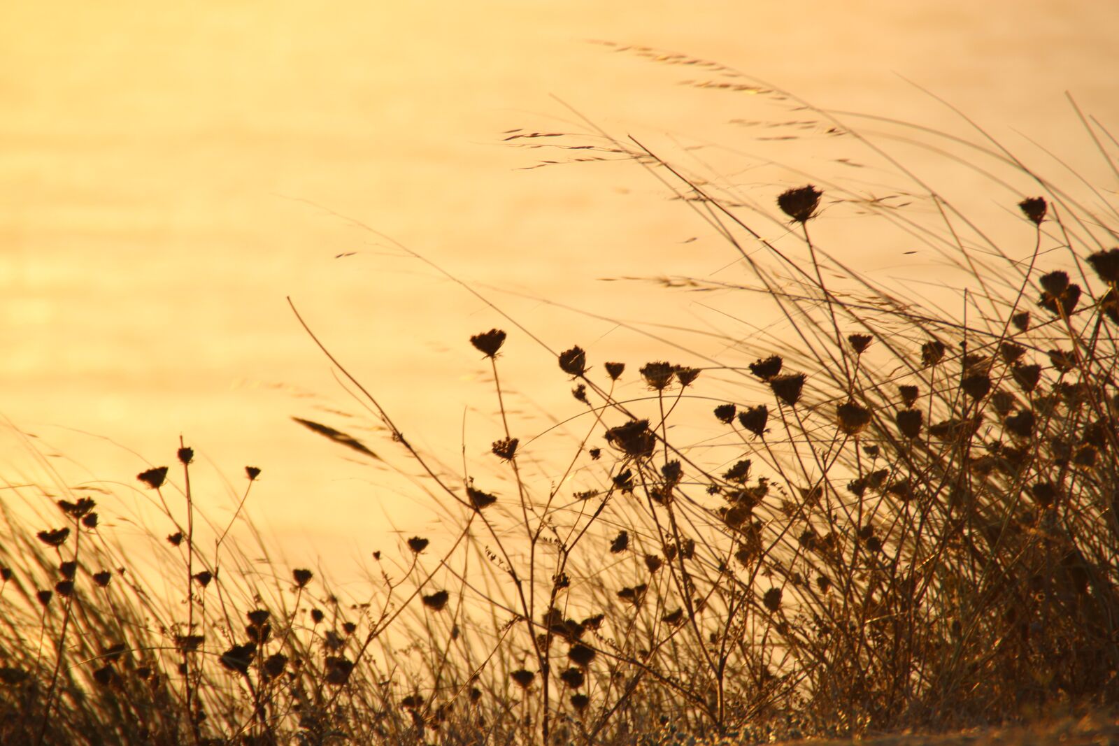 Canon EOS 1200D (EOS Rebel T5 / EOS Kiss X70 / EOS Hi) sample photo. Flower, grasses, summer photography