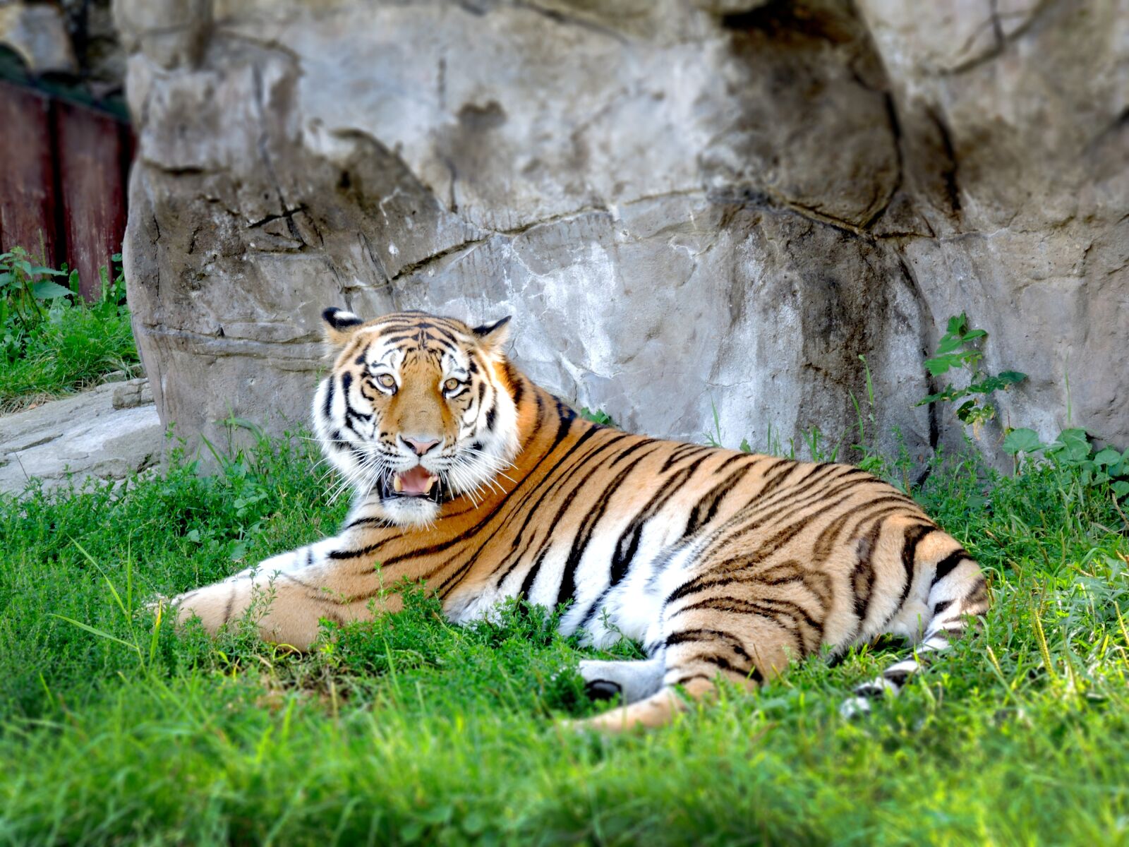 Nikon Coolpix P7800 sample photo. Tiger, zoo, moscow photography
