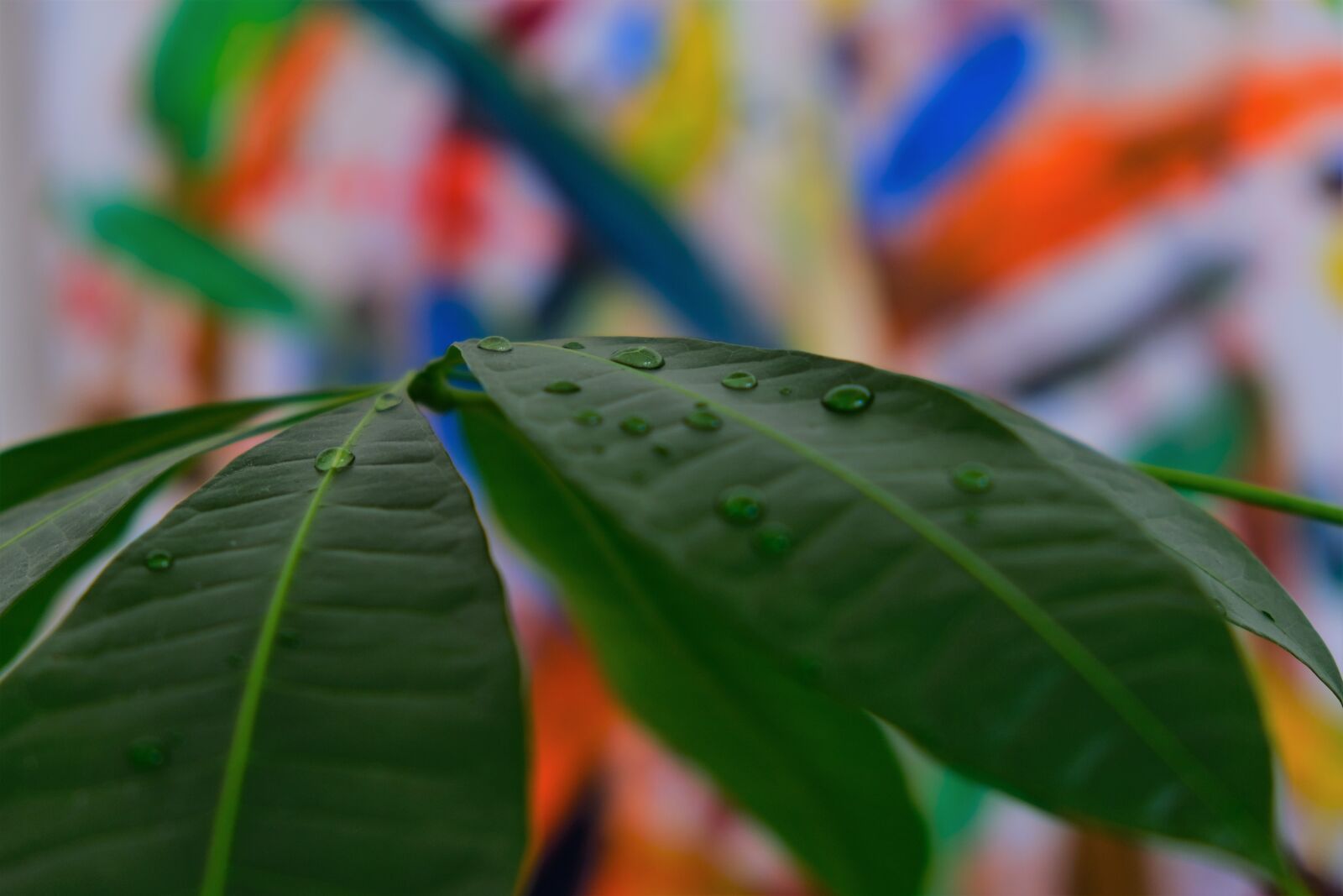 Fujifilm X-T3 sample photo. Green, sheet, colorful photography