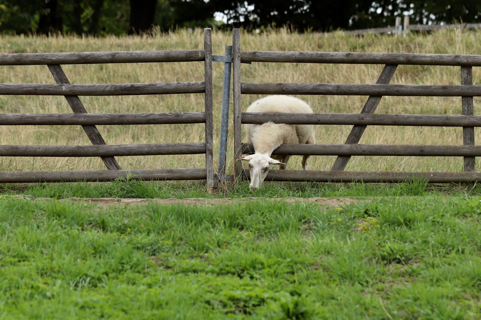 Canon EOS 800D (EOS Rebel T7i / EOS Kiss X9i) sample photo. Sheep, graze, gate photography