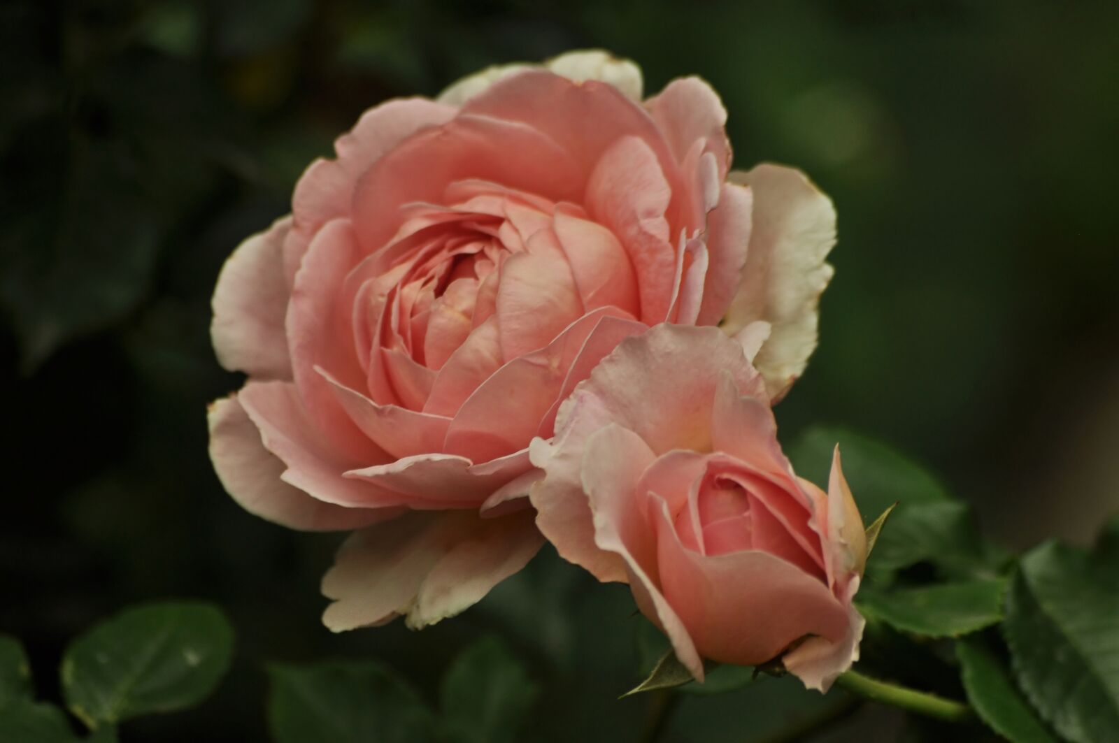 Nikon D90 sample photo. Rose, flowers, pink photography