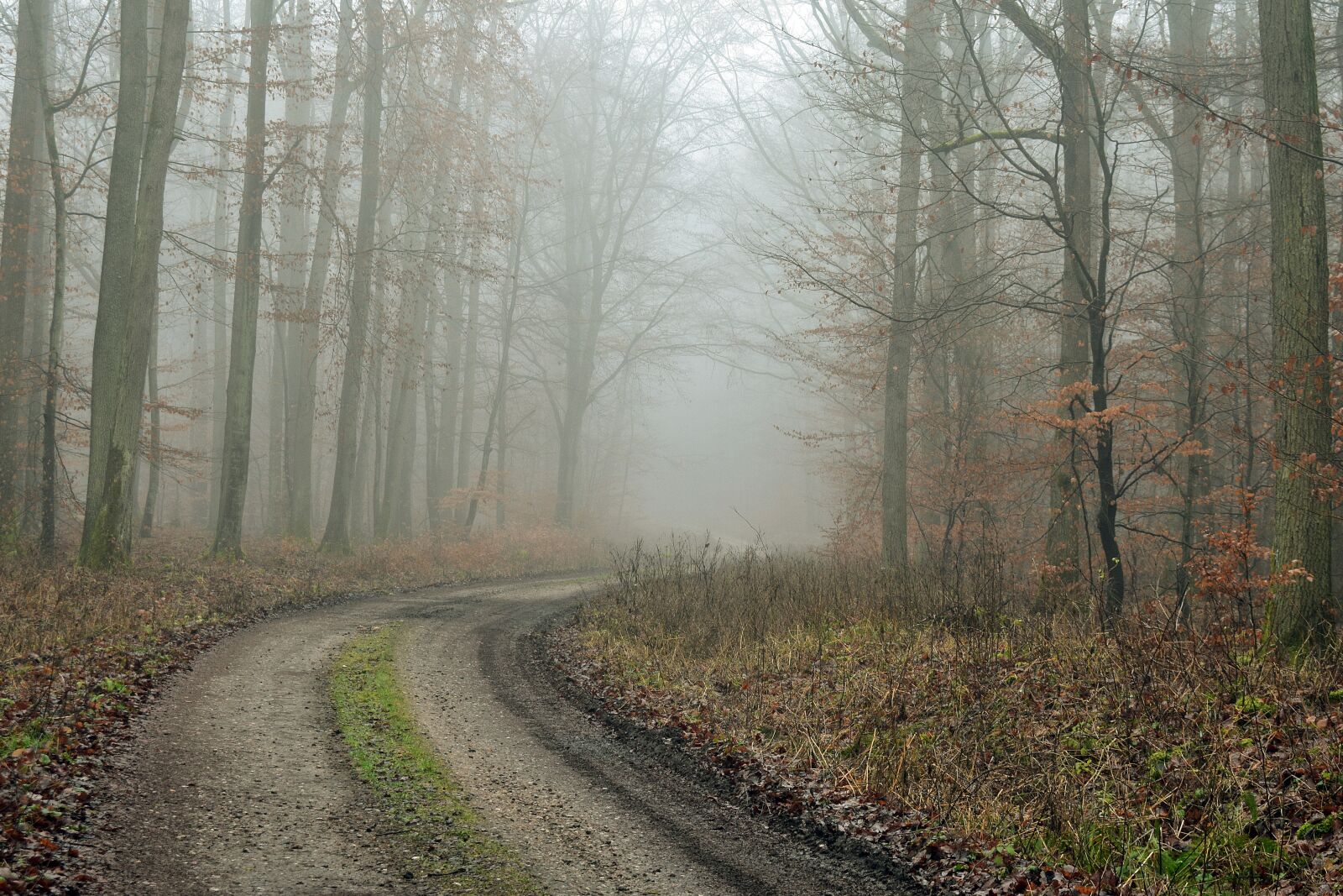 Nikon D3400 sample photo. The fog, way, in photography