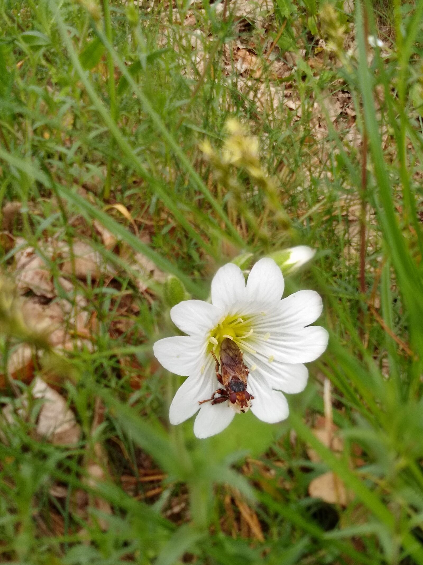 Motorola moto g(8) plus sample photo. Flower, white, insect photography