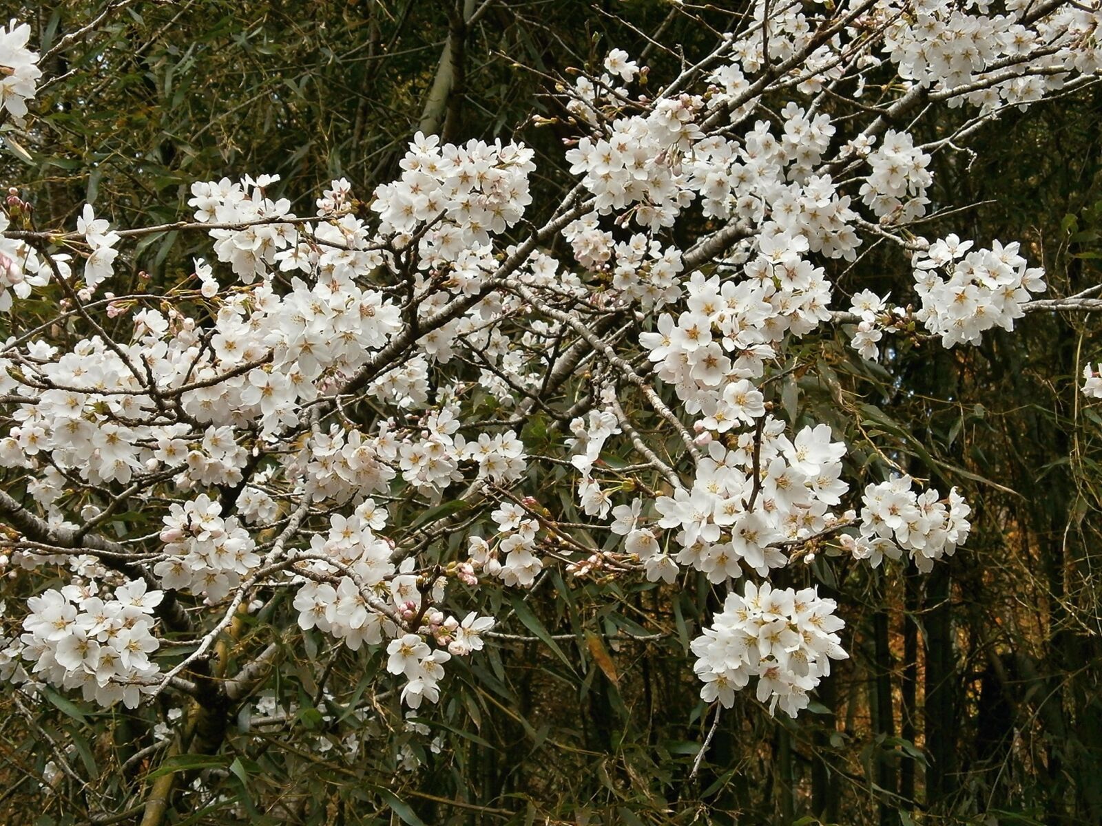 Olympus VG110,D700 sample photo. Cherry blossoms, cherry tree photography