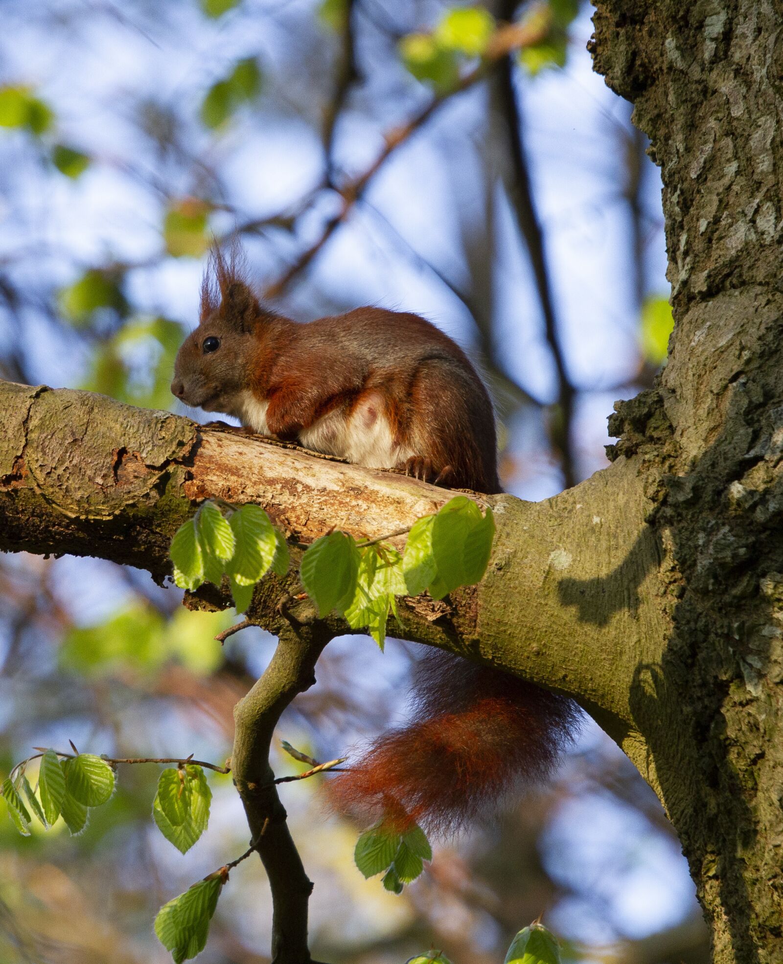 Sigma 100-400mm F5-6.3 DG OS HSM sample photo. Squirrel, animal, nature photography