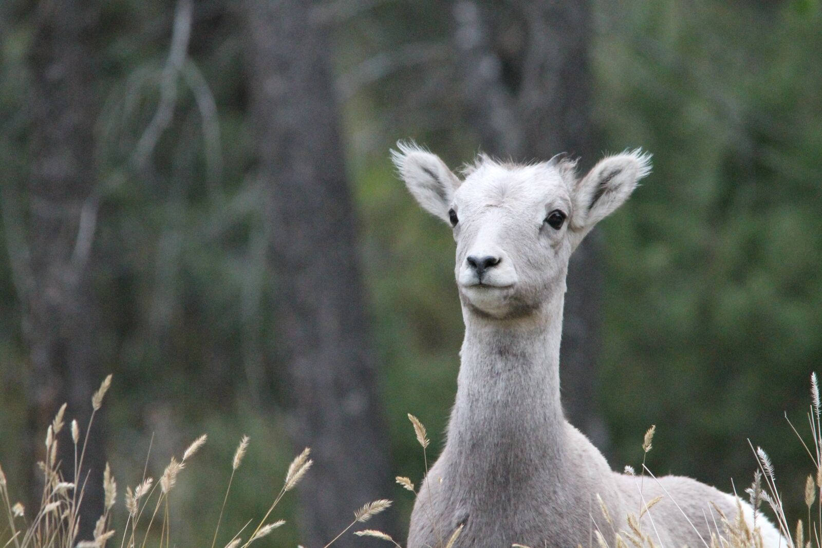 Canon EOS 1100D (EOS Rebel T3 / EOS Kiss X50) sample photo. Big horn sheep, lamb photography