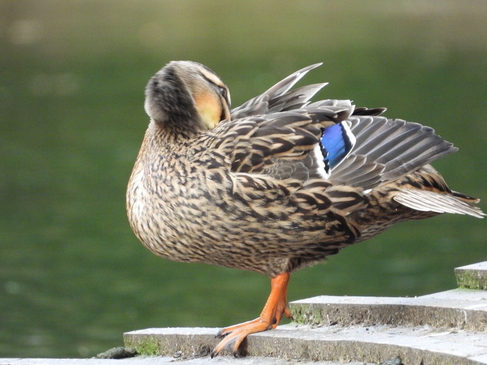 Nikon Coolpix P1000 sample photo. Duck, wild, bird photography