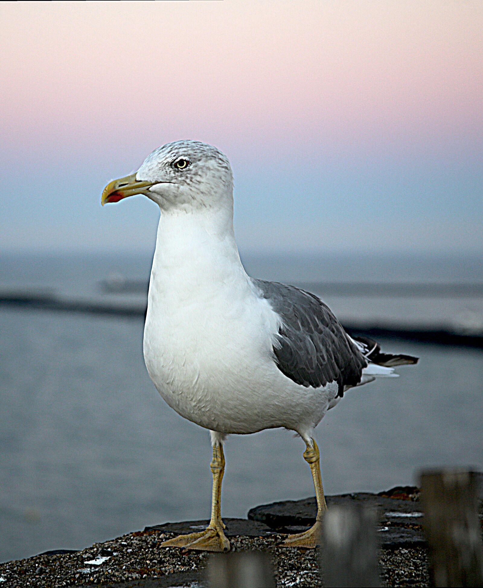 Canon EOS 5D Mark III sample photo. Seagull, sea ​​bird, bird photography