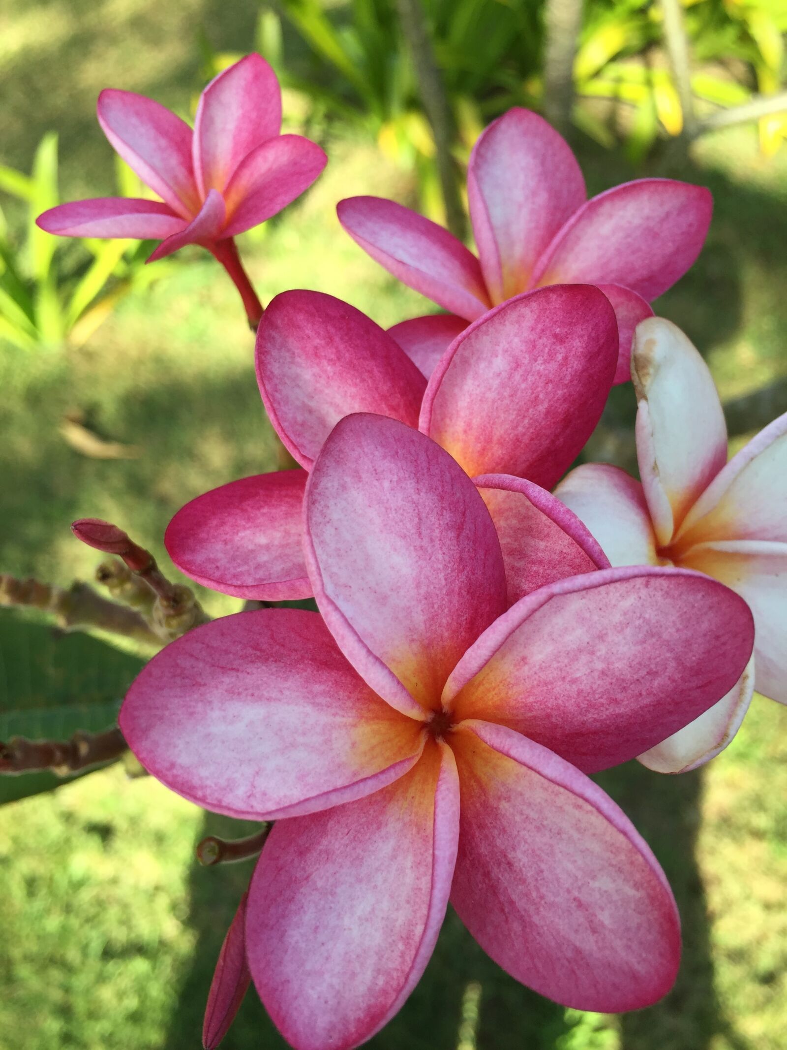 Apple iPhone 6 sample photo. Pink, flower, thailand photography