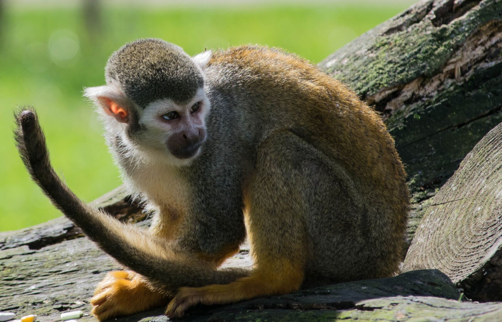 Nikon D3300 sample photo. Spider monkey, zoo, monkey photography