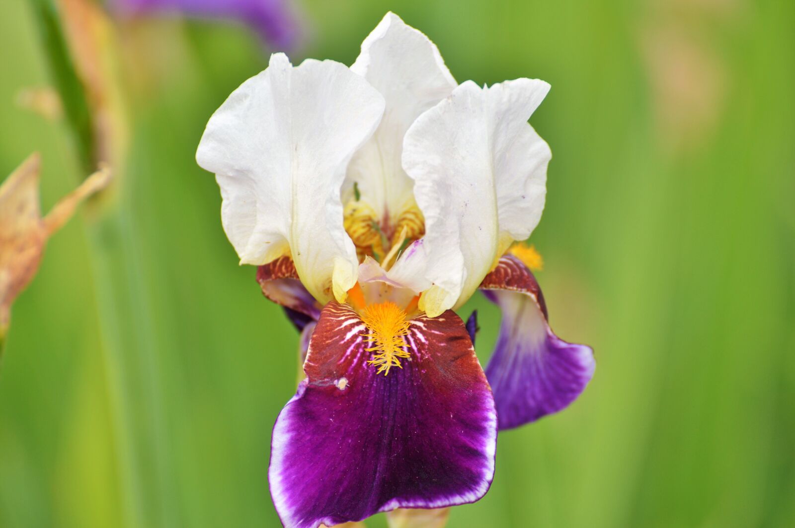 Nikon D3200 sample photo. Iris, flower, lily photography