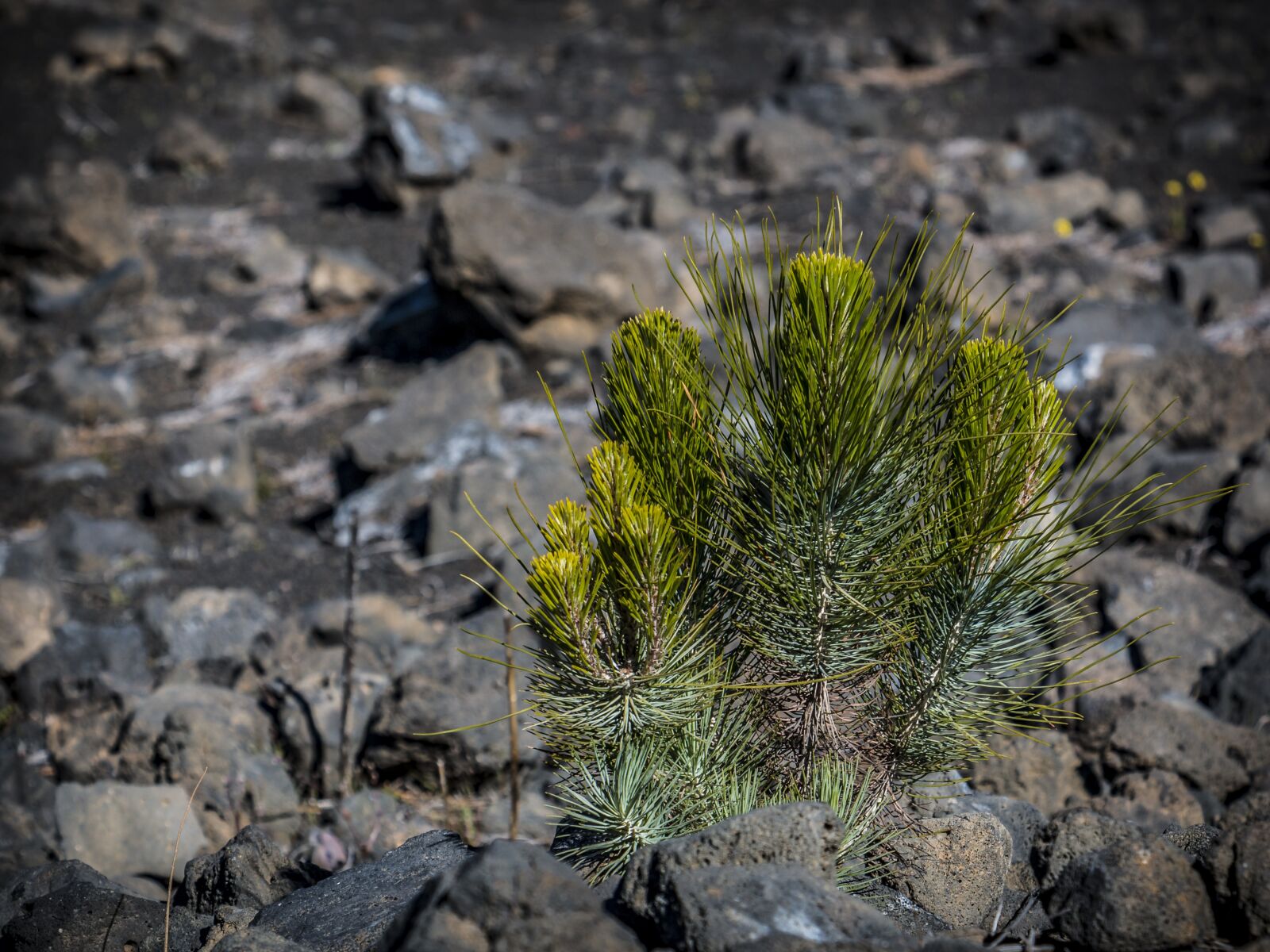 Canon EOS 70D sample photo. Nature, smaller tree, tree photography