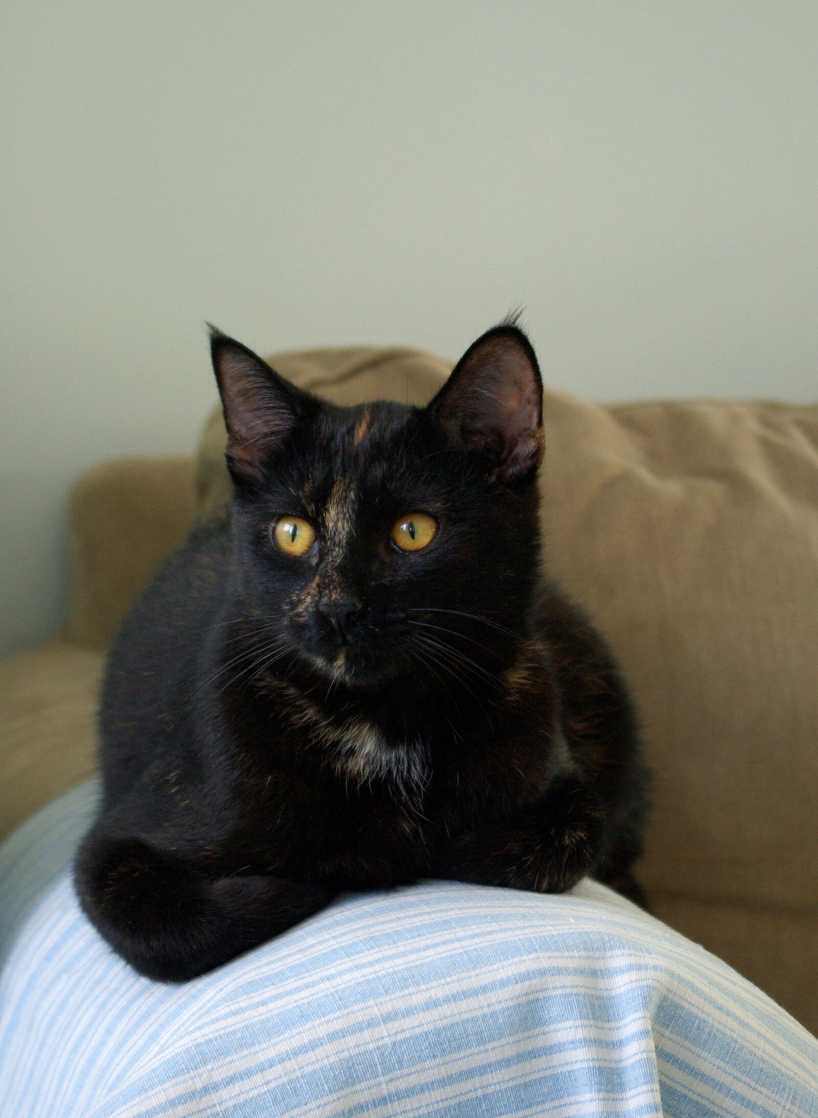 Pentax K10D sample photo. Cat, black cat, domestic photography