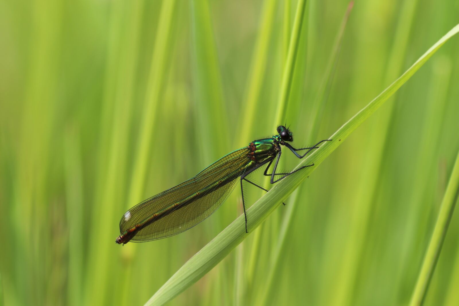 Tamron SP 90mm F2.8 Di VC USD 1:1 Macro sample photo. Banded demoiselle, female, dragonfly photography
