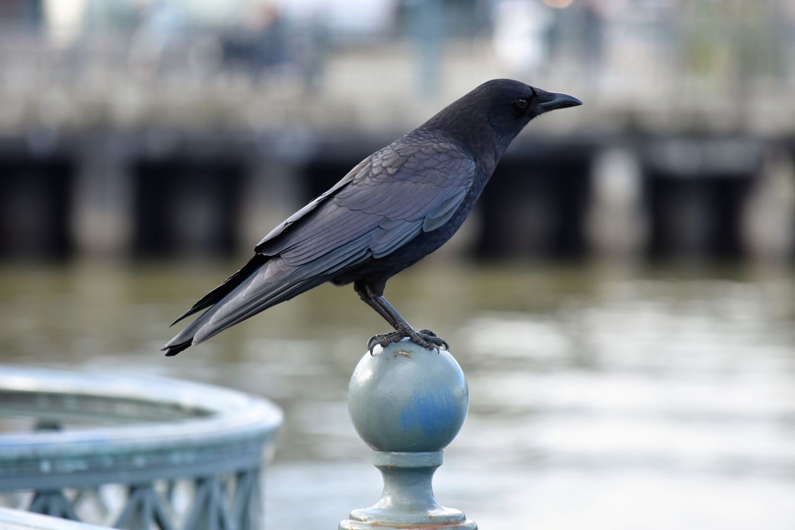 Nikon D3400 sample photo. Bird, outdoors, nature photography