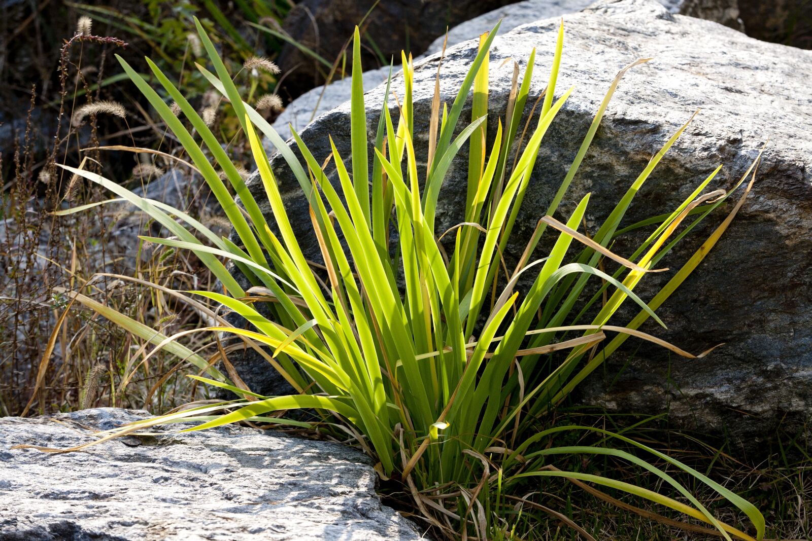 Canon EOS 5D sample photo. Nature, prices, plants photography