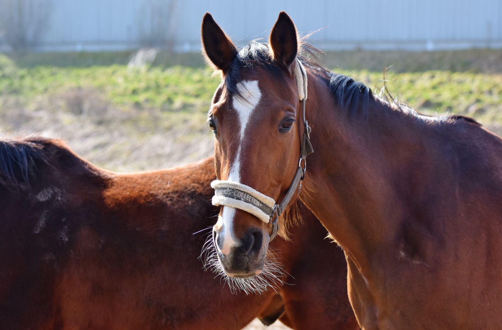 Nikon D7200 sample photo. Horse, stallion, horse head photography