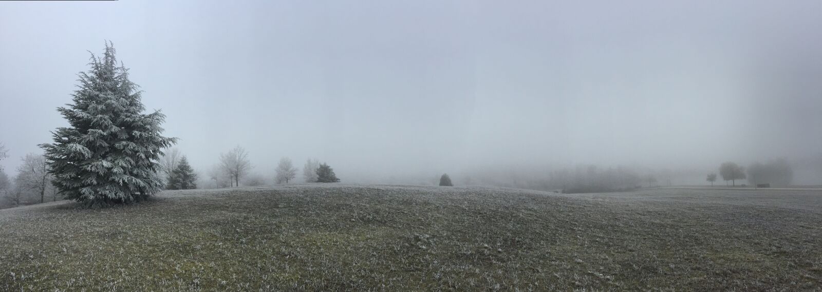 Apple iPhone 6 sample photo. Fir, winter, cold photography