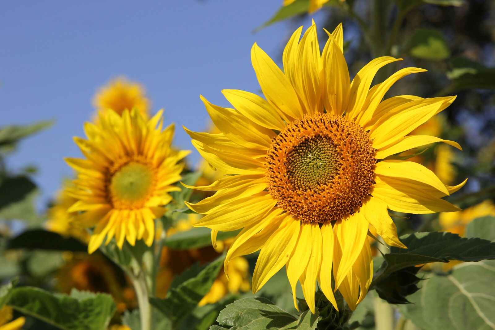 Canon EOS 60D + Canon EF 24-70mm F2.8L II USM sample photo. Sunflower, sunny, bright photography