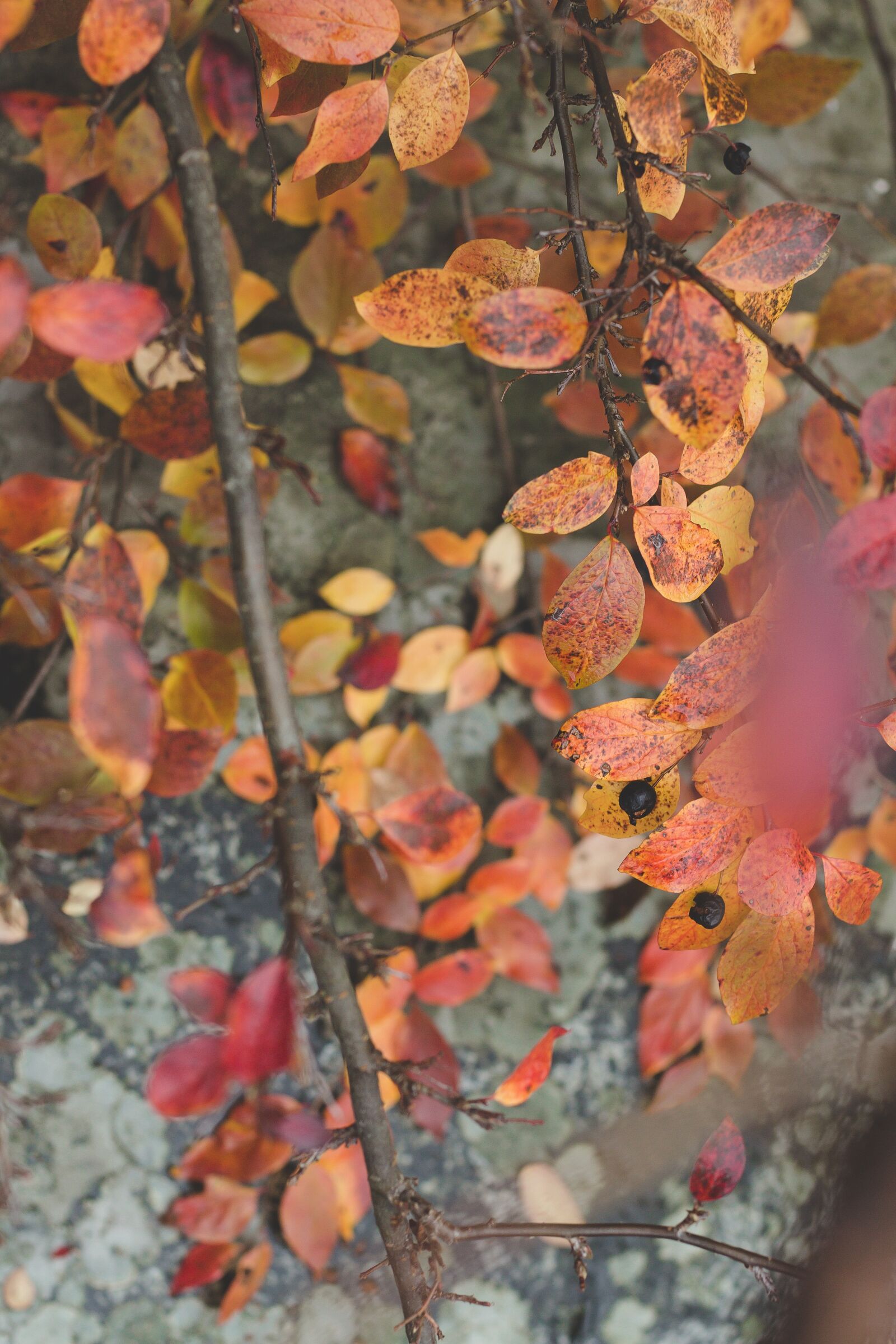 Canon EOS 700D (EOS Rebel T5i / EOS Kiss X7i) + Canon EF 50mm F1.8 STM sample photo. Red, leaves, branch photography