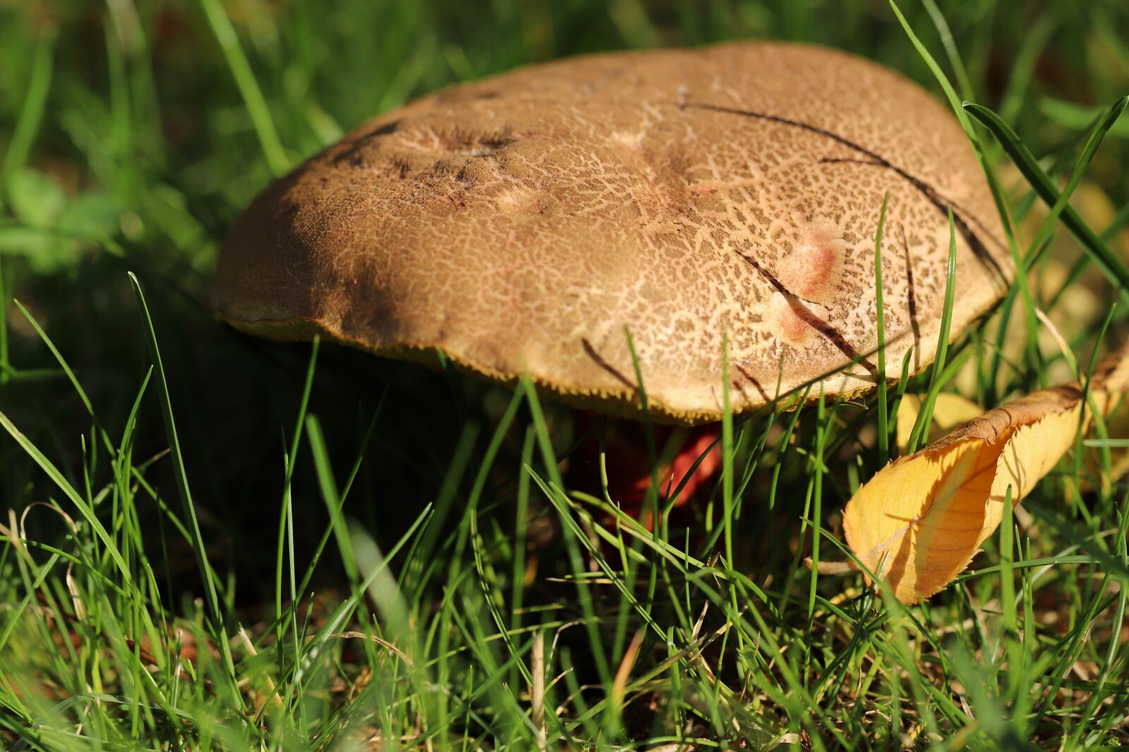 Canon EOS 800D (EOS Rebel T7i / EOS Kiss X9i) sample photo. Mushroom, mushrooms, meadow photography