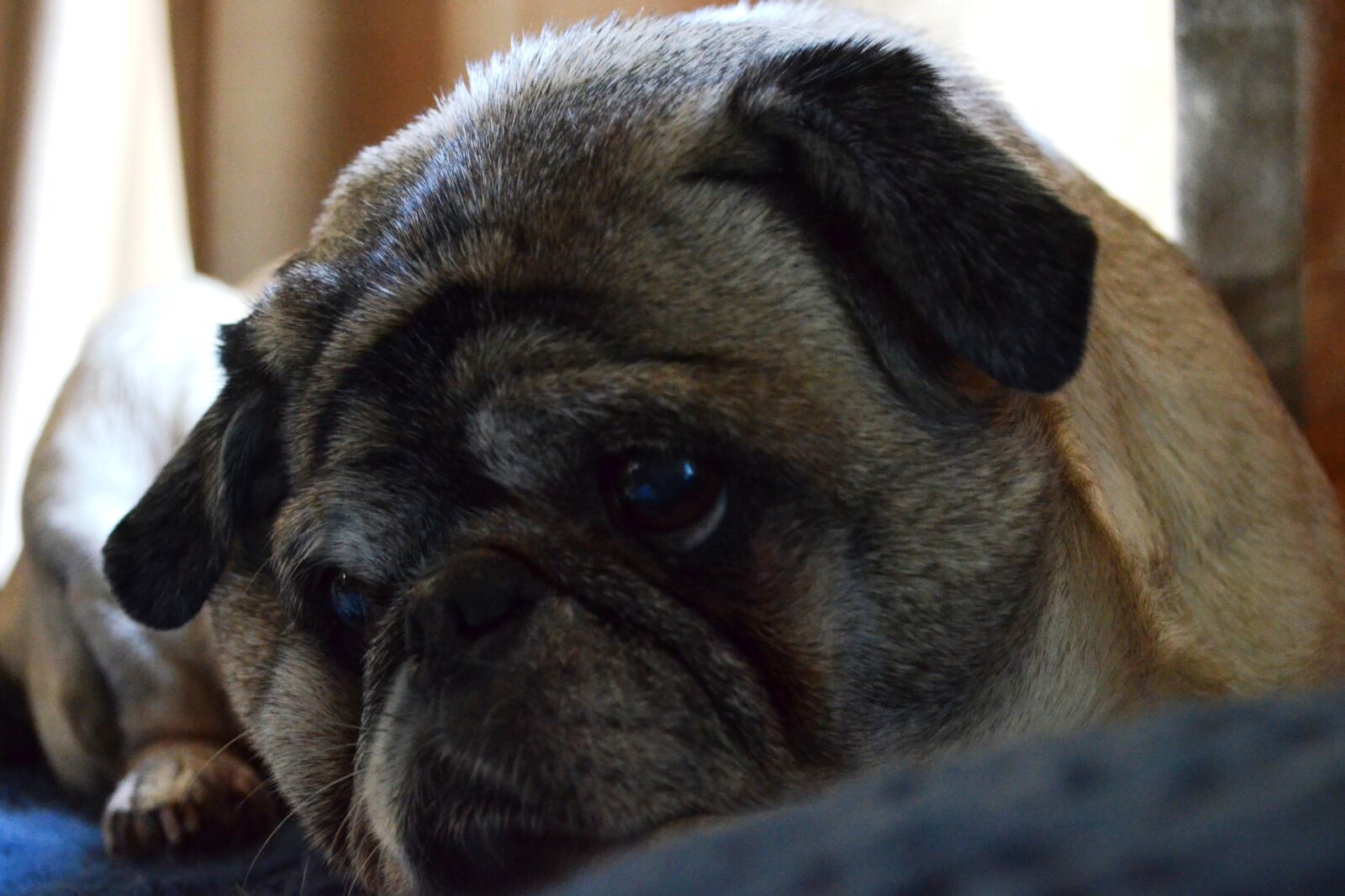 Nikon D5100 sample photo. Dog, pug, animal photography