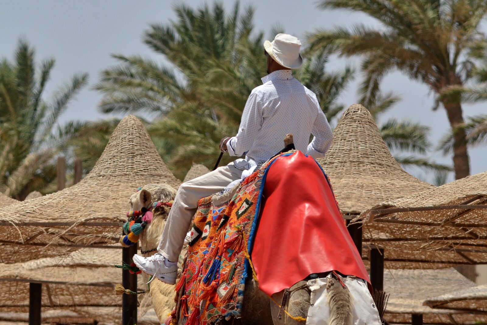 Nikon D7000 sample photo. Camel, rider, on horseback photography