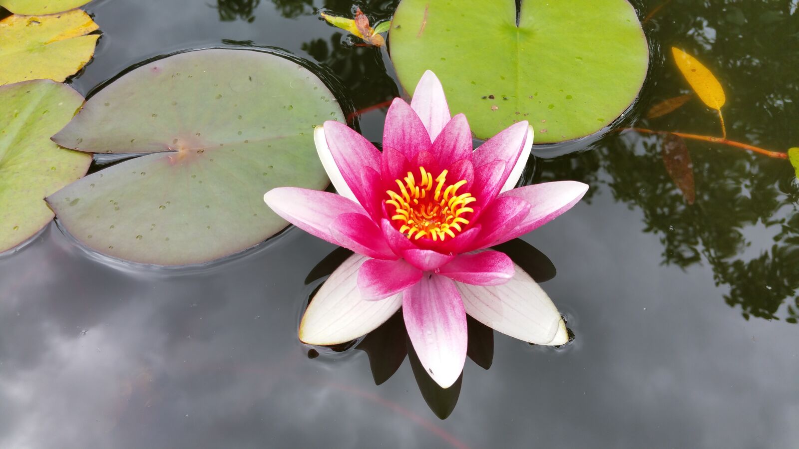 Samsung Galaxy S5 LTE-A sample photo. Water lily, pond, pink photography
