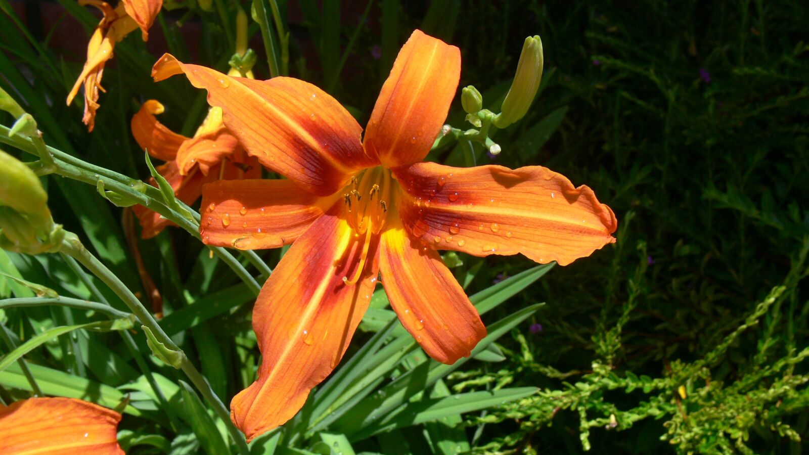 Panasonic DMC-FZ30 sample photo. Lily, daylily, orange photography