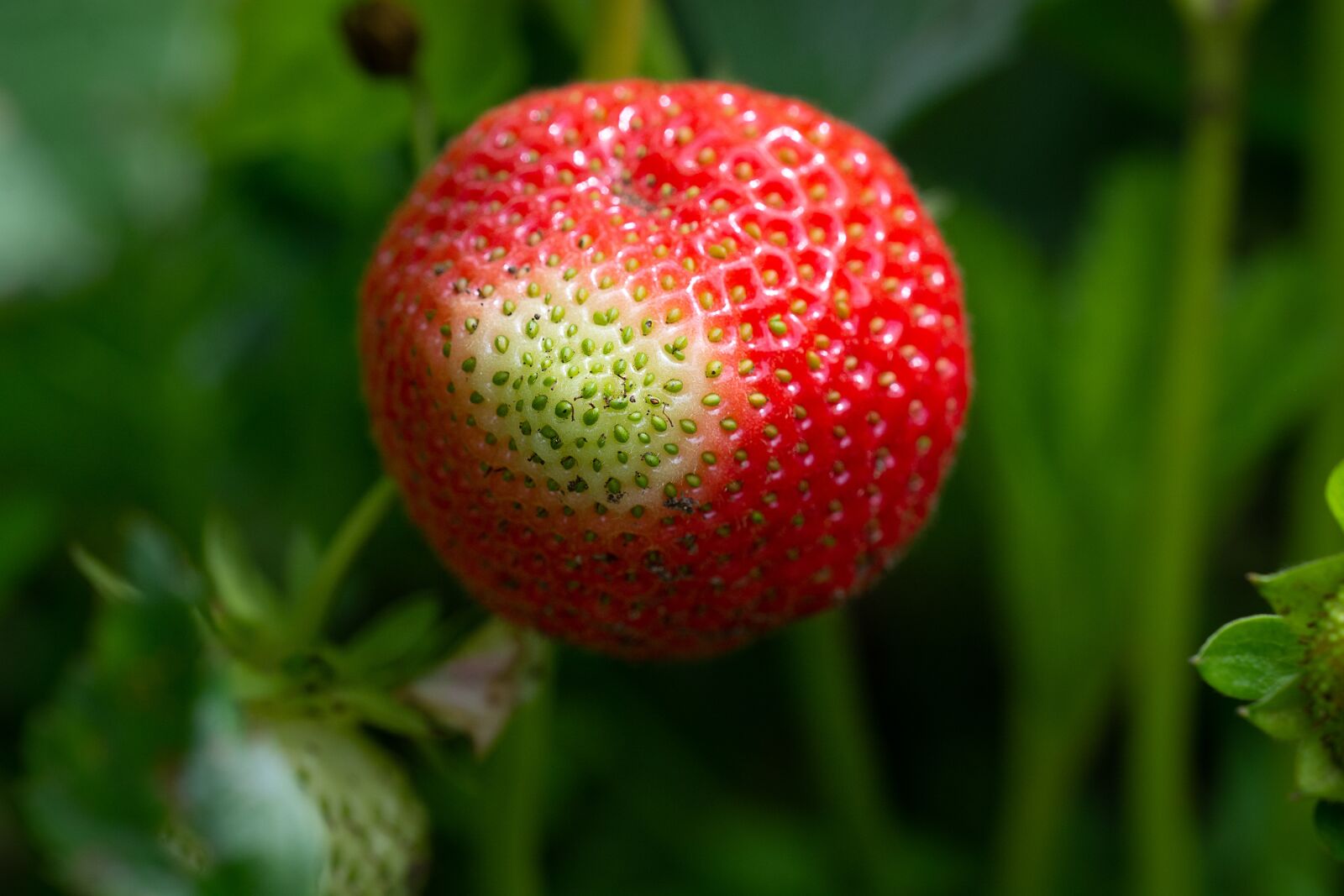 Nikon D7100 sample photo. Strawberry, ripening process, garden photography