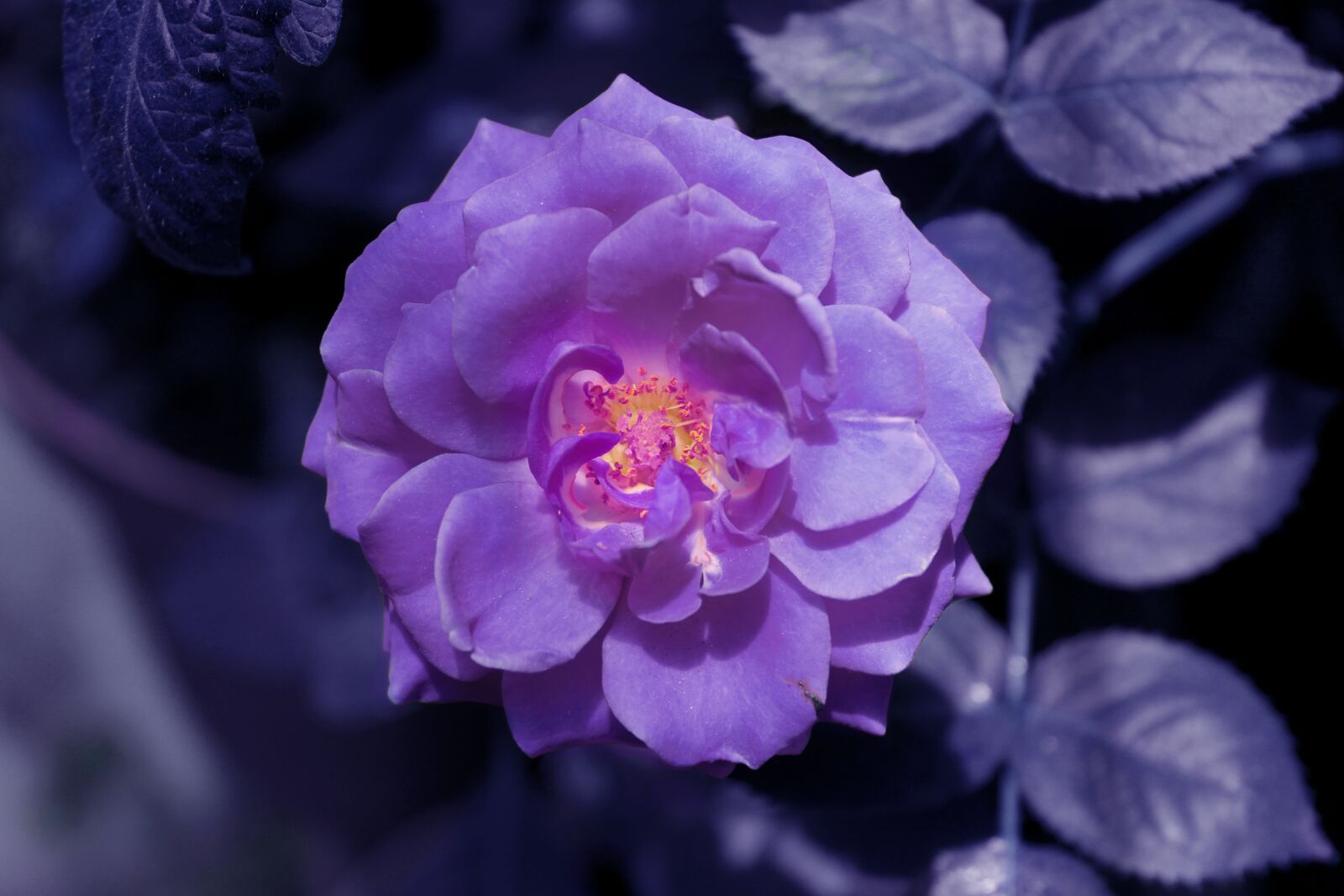Canon EOS 1300D (EOS Rebel T6 / EOS Kiss X80) sample photo. Rosa, flowers, purple flower photography