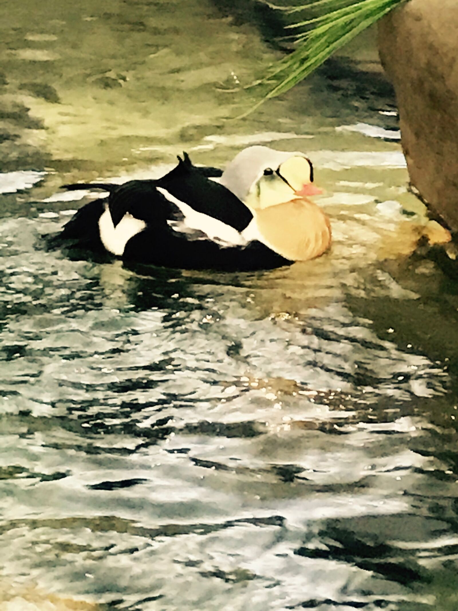 iPhone 7 back camera 3.99mm f/1.8 sample photo. Penguin, zoo photography