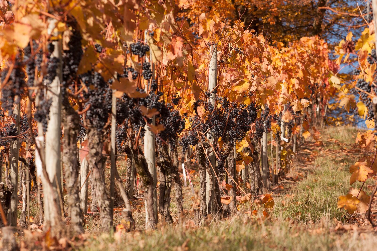 Canon EF 70-200mm F4L USM sample photo. Autumn, vineyard, vines photography