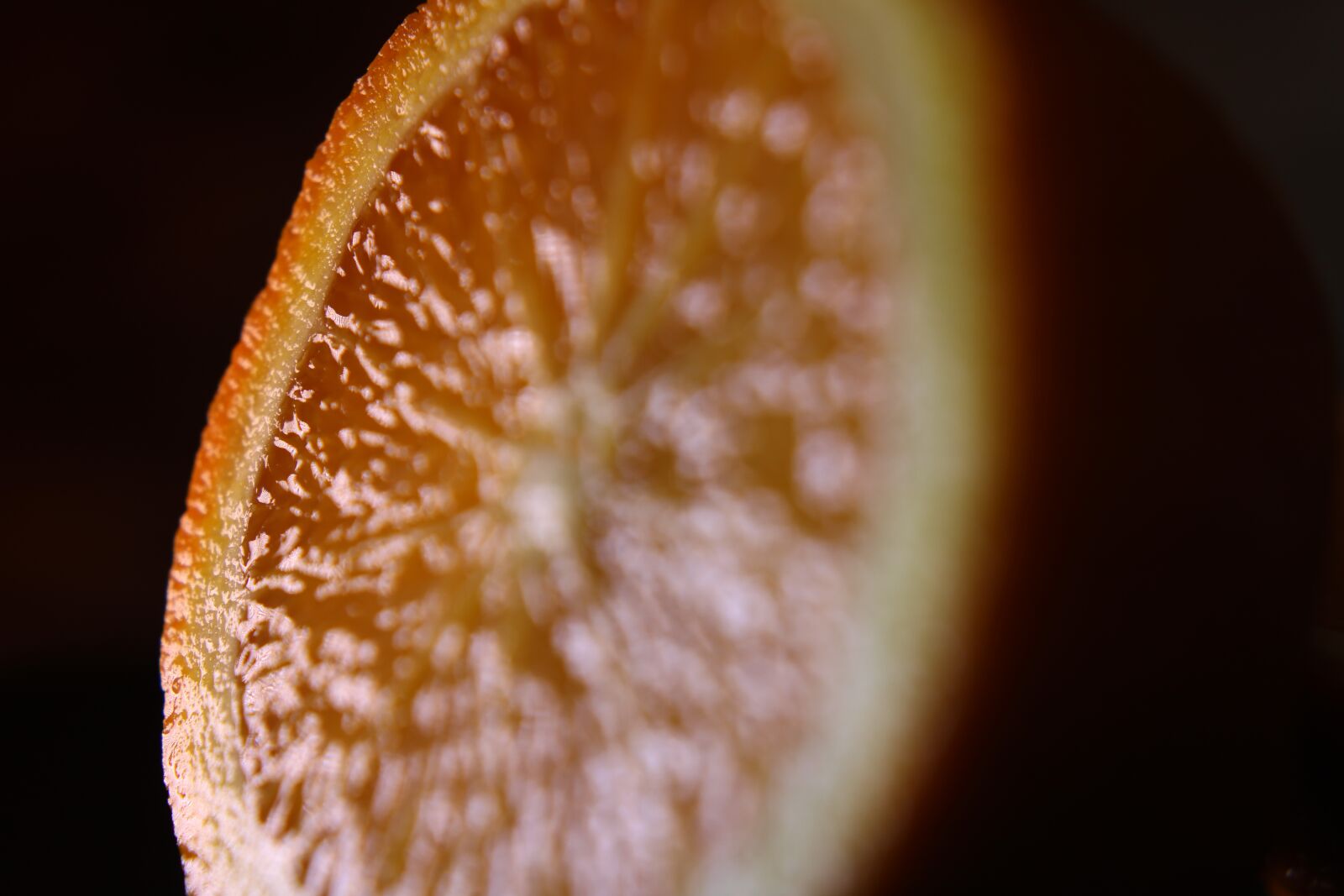 Canon EOS 2000D (EOS Rebel T7 / EOS Kiss X90 / EOS 1500D) sample photo. Orange, close, nature photography