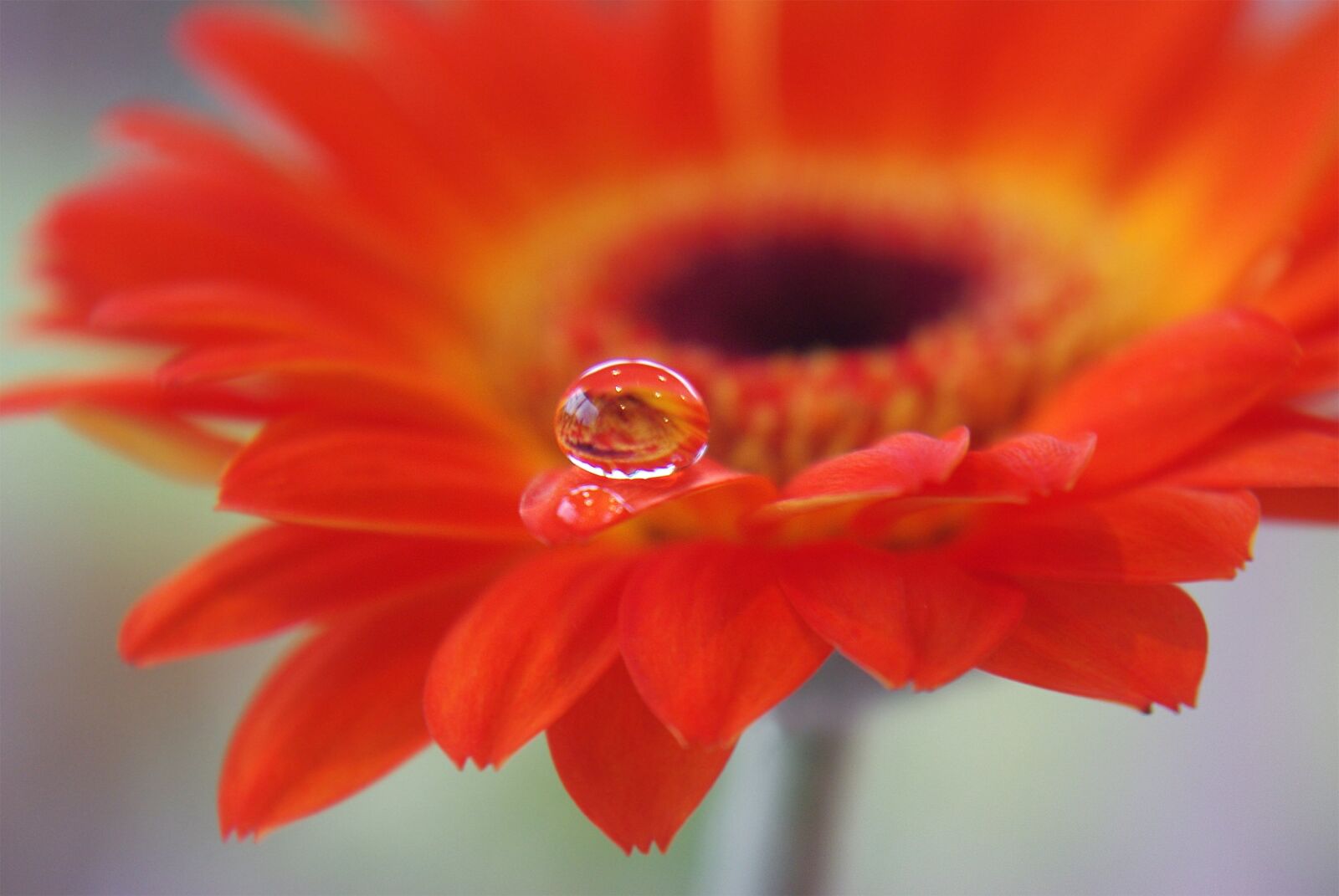 Pentax K-m (K2000) sample photo. Gerbera, flower, plant photography