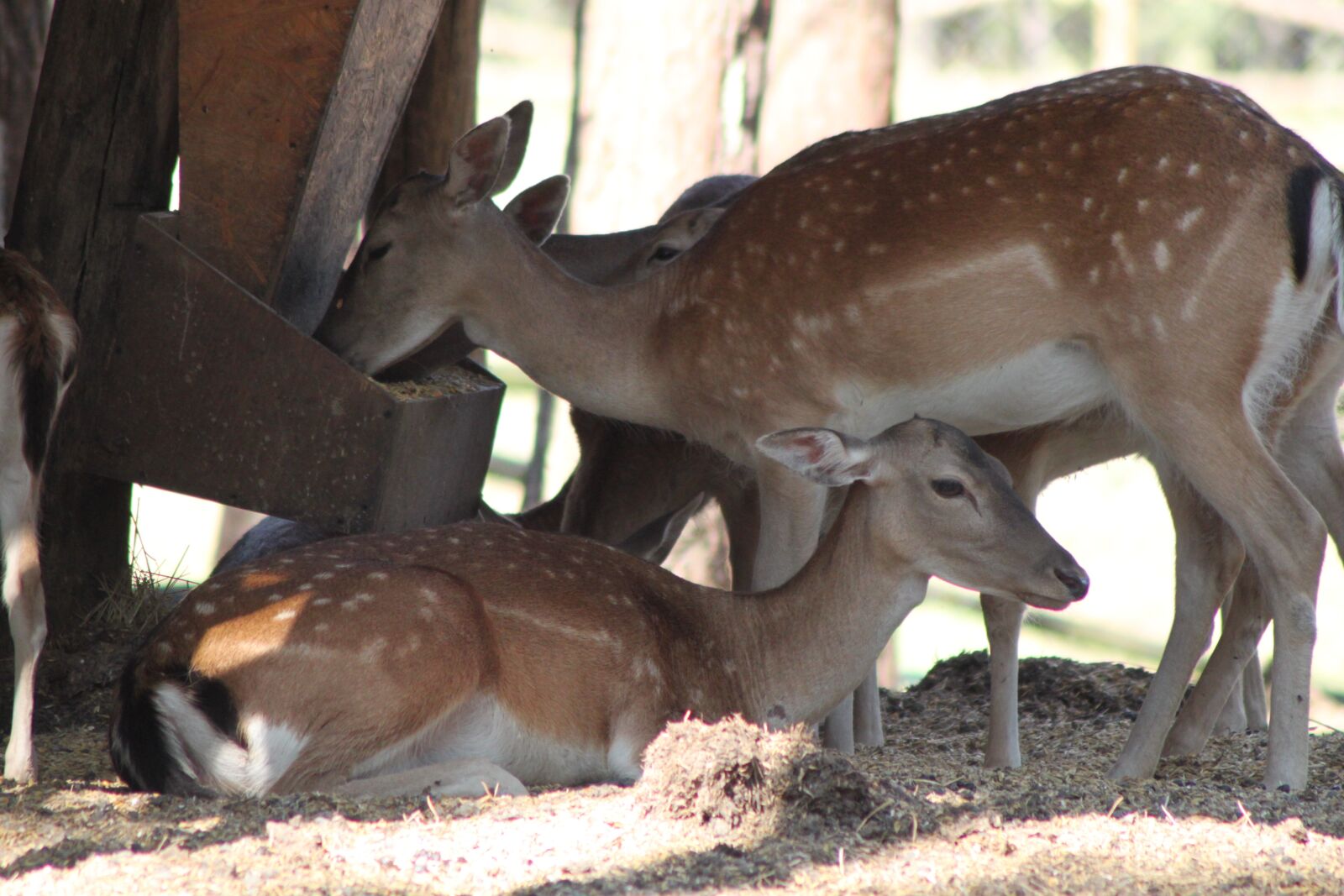Canon EOS 500D (EOS Rebel T1i / EOS Kiss X3) sample photo. Nature, animals, wild animal photography