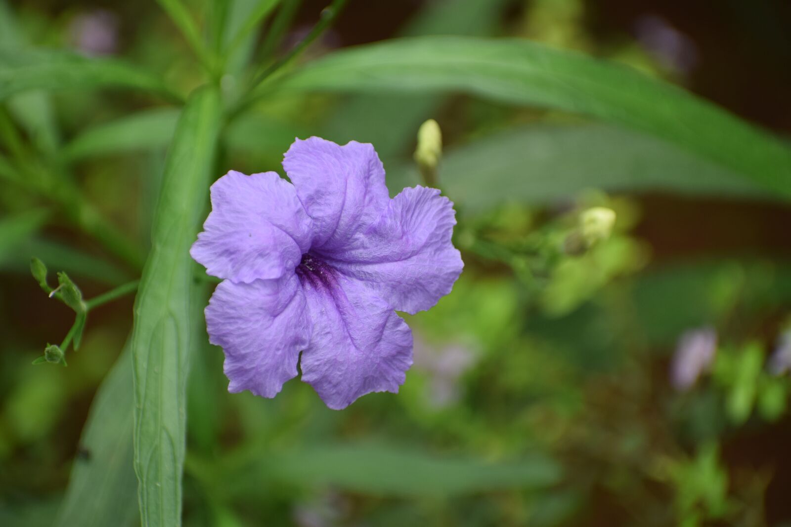 Nikon D3300 sample photo. Flower, neuter, beauty photography