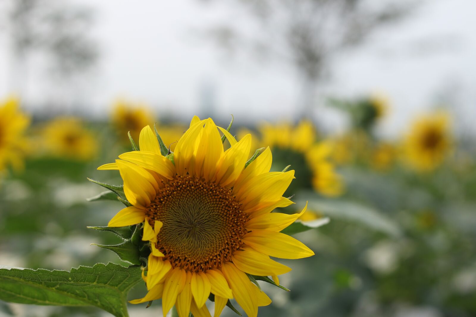 Canon EOS 100D (EOS Rebel SL1 / EOS Kiss X7) + Canon EF 50mm F1.8 STM sample photo. Sunflower, green, open country photography