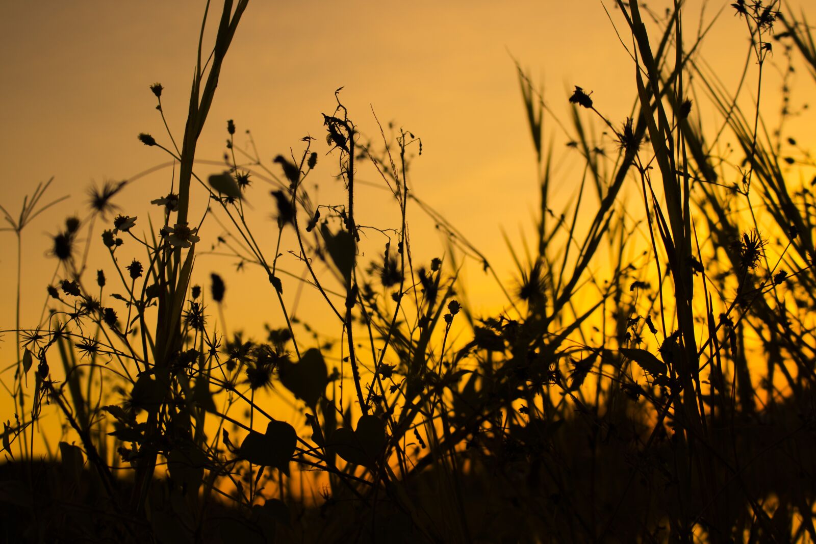 Canon EOS 77D (EOS 9000D / EOS 770D) sample photo. Evening, sunset, color photography