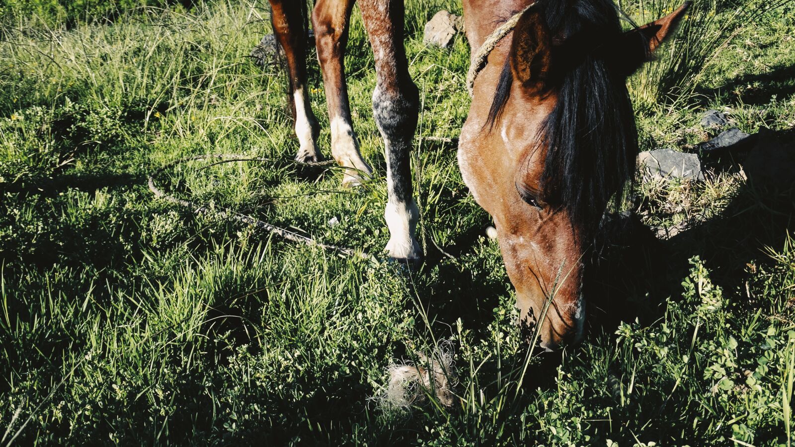 Sony Cyber-shot DSC-HX300 sample photo. Horse, green, animal photography