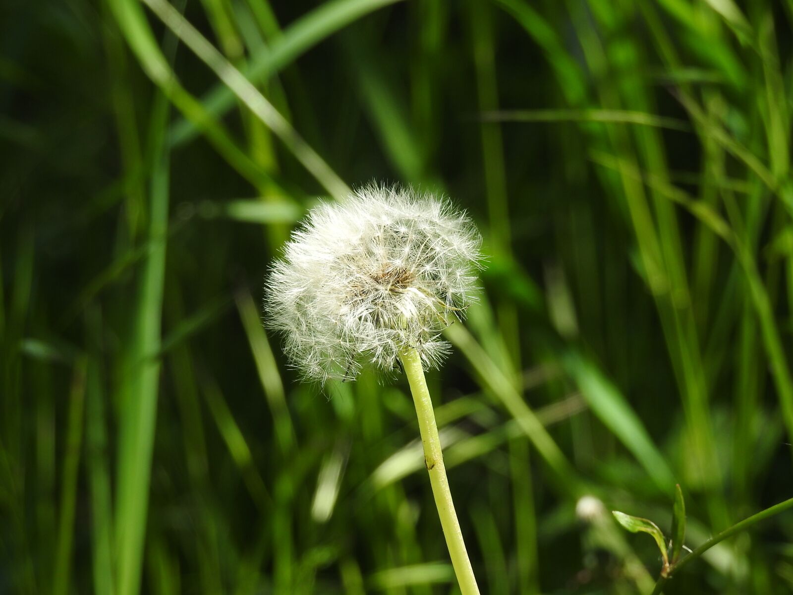 Nikon Coolpix P900 sample photo. Dandelion, grass, spring photography