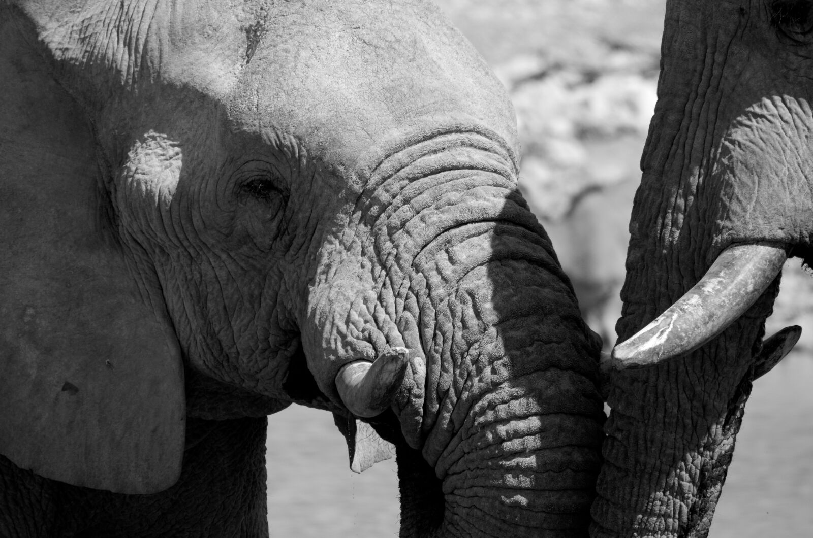 Nikon D5100 sample photo. Elephant, black and white photography