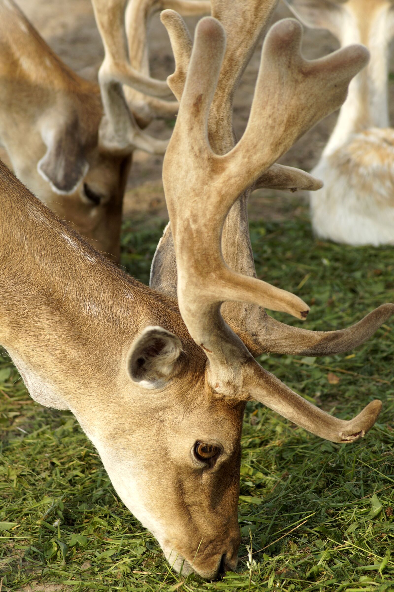 Sony SLT-A58 sample photo. Roe deer, hirsch, forest photography