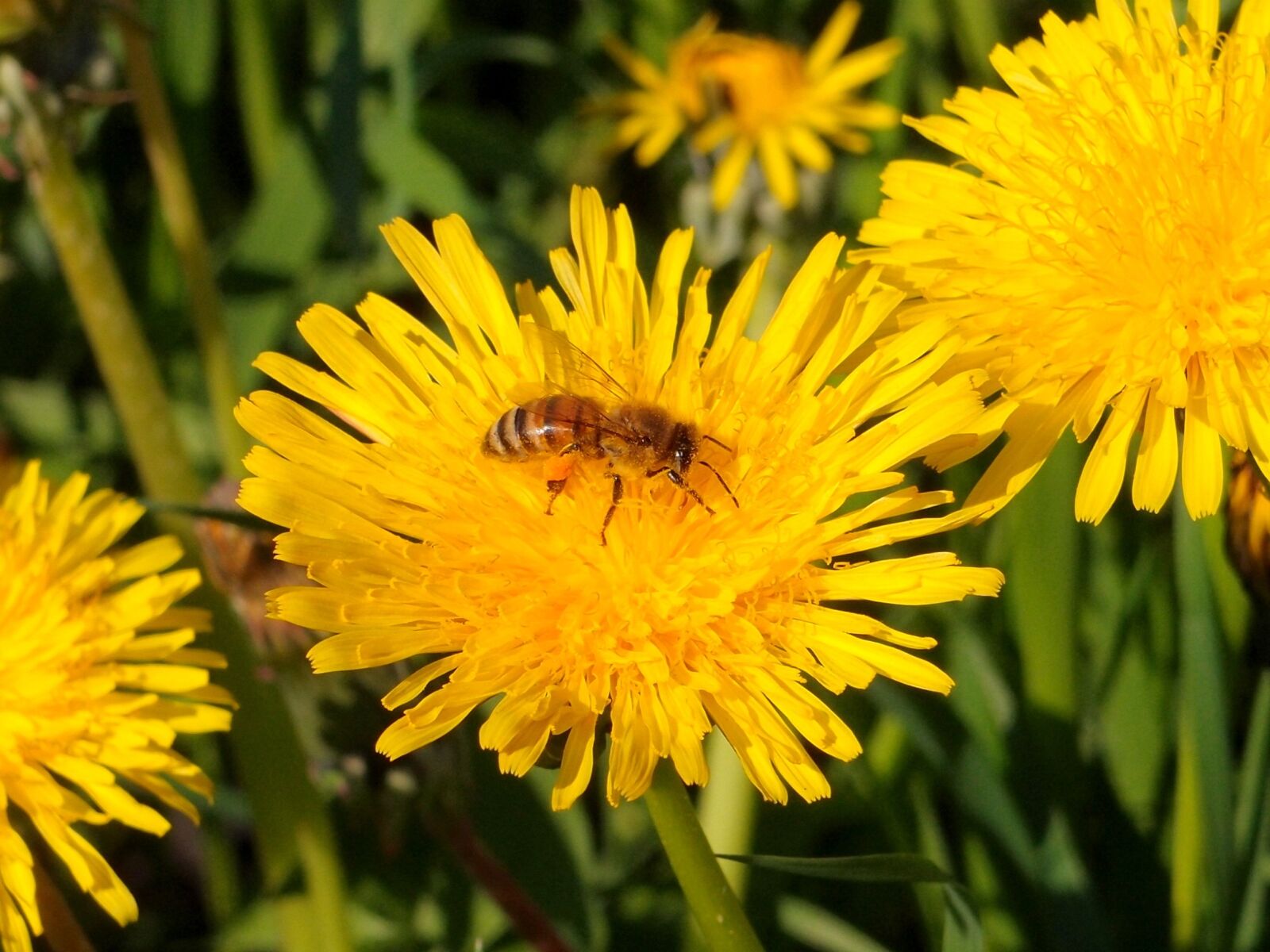 Olympus XZ-1 sample photo. Flowers, dandelions, bee photography