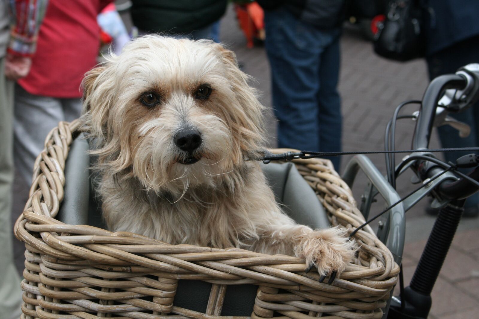 Canon EOS 350D (EOS Digital Rebel XT / EOS Kiss Digital N) sample photo. Dog, dog in bicycle photography