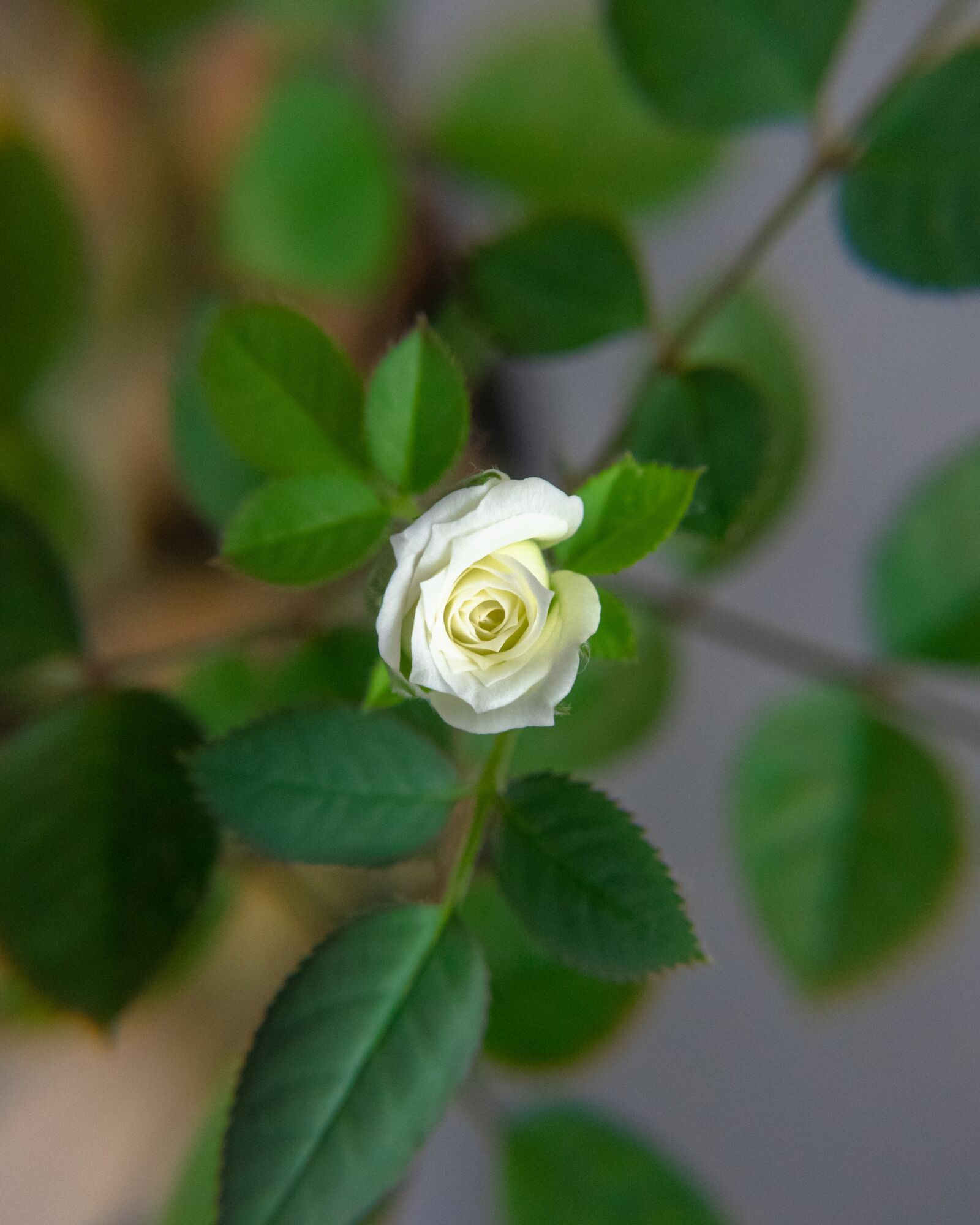 Nikon D3400 sample photo. Rose, flower, red photography