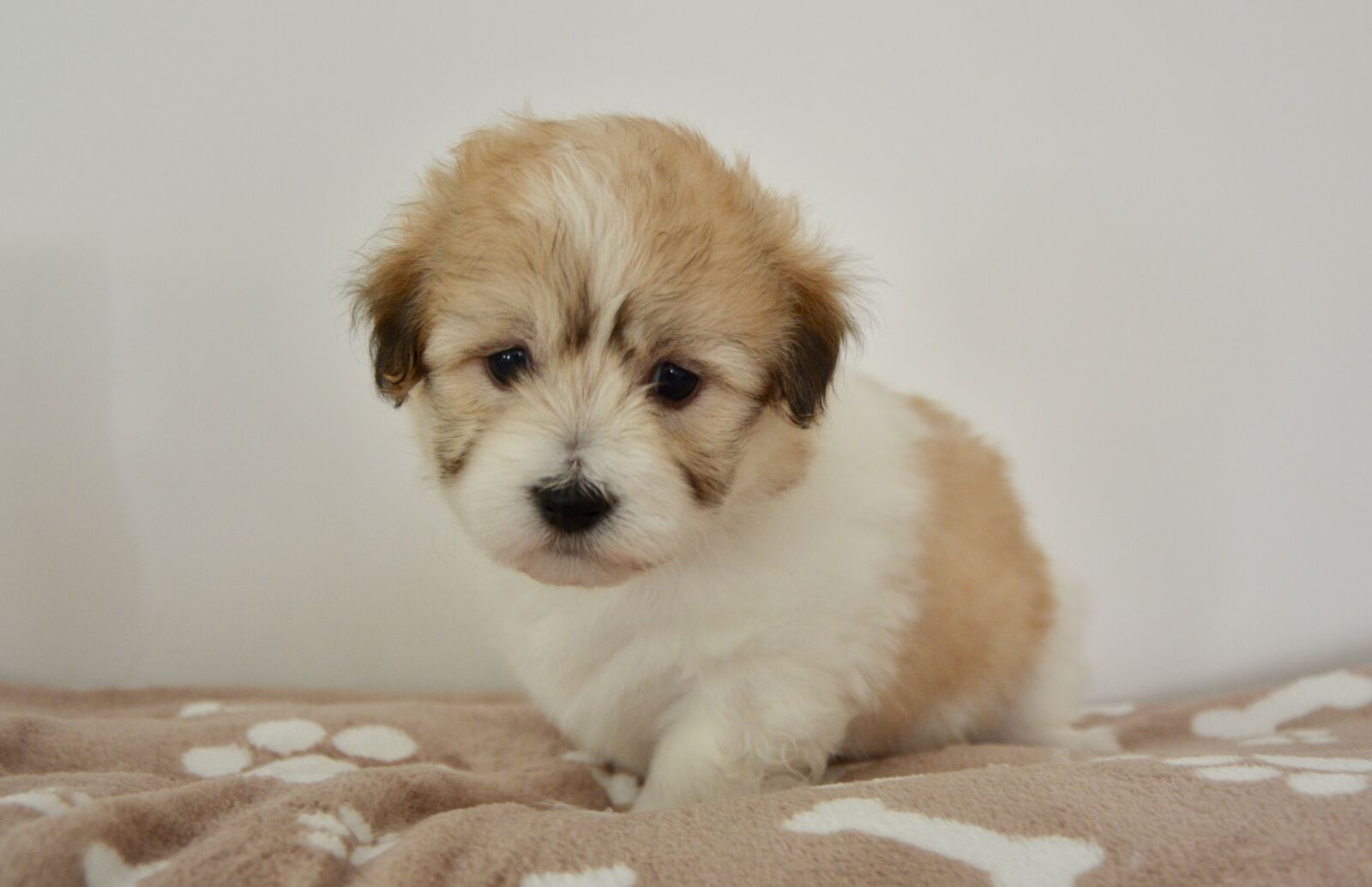 Nikon D5200 sample photo. Dog, puppy, young bitch photography