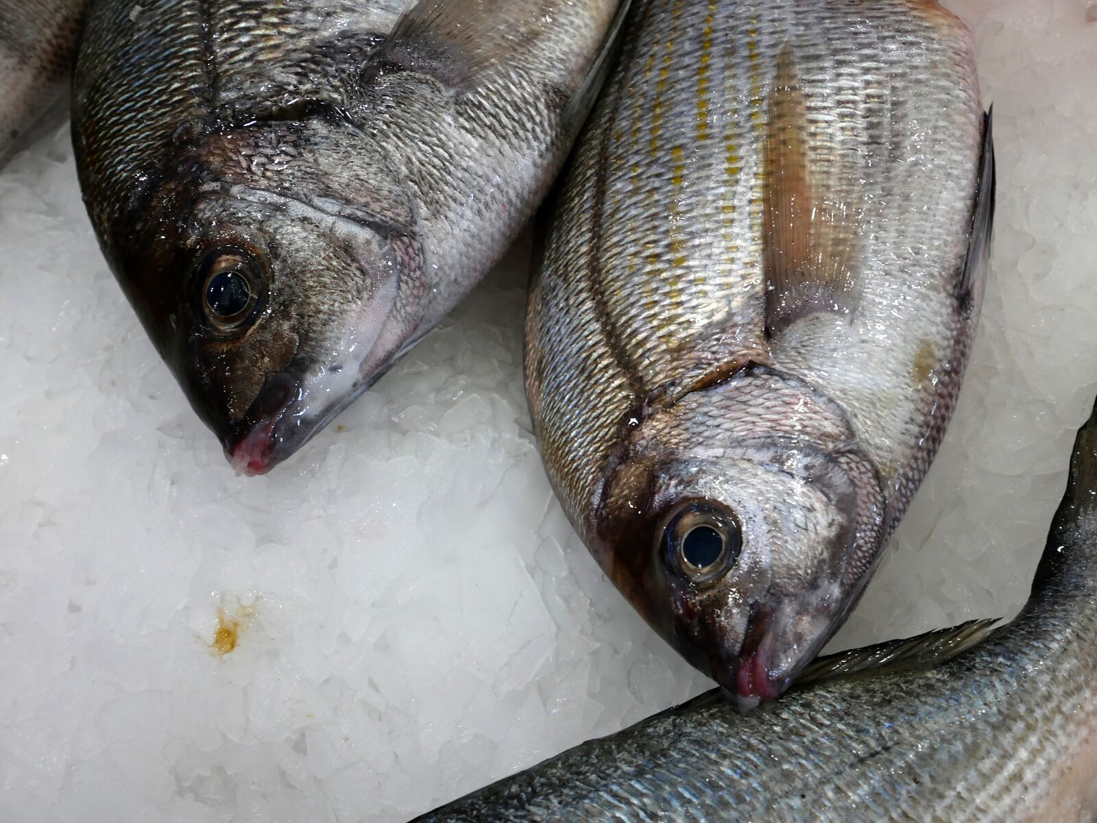 Panasonic Lumix DMC-GX85 (Lumix DMC-GX80 / Lumix DMC-GX7 Mark II) sample photo. Fish, stall, market photography