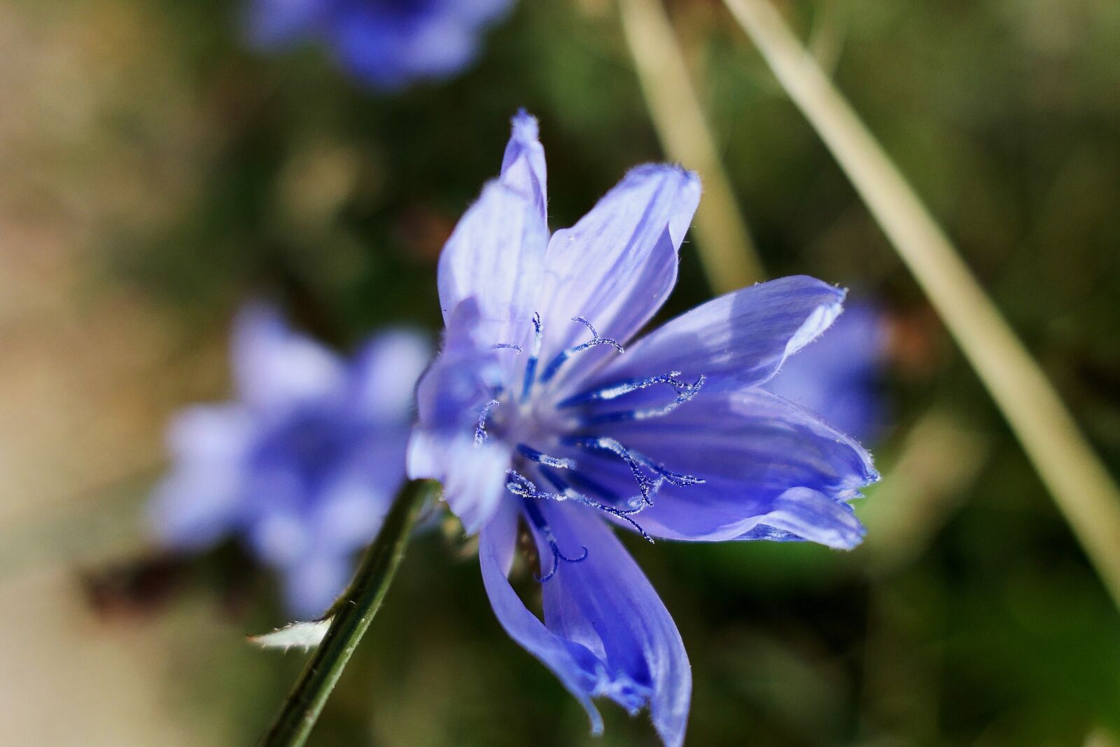 Panasonic Lumix DMC-LX10 (Lumix DMC-LX15) sample photo. Cornflower, blue, summer photography