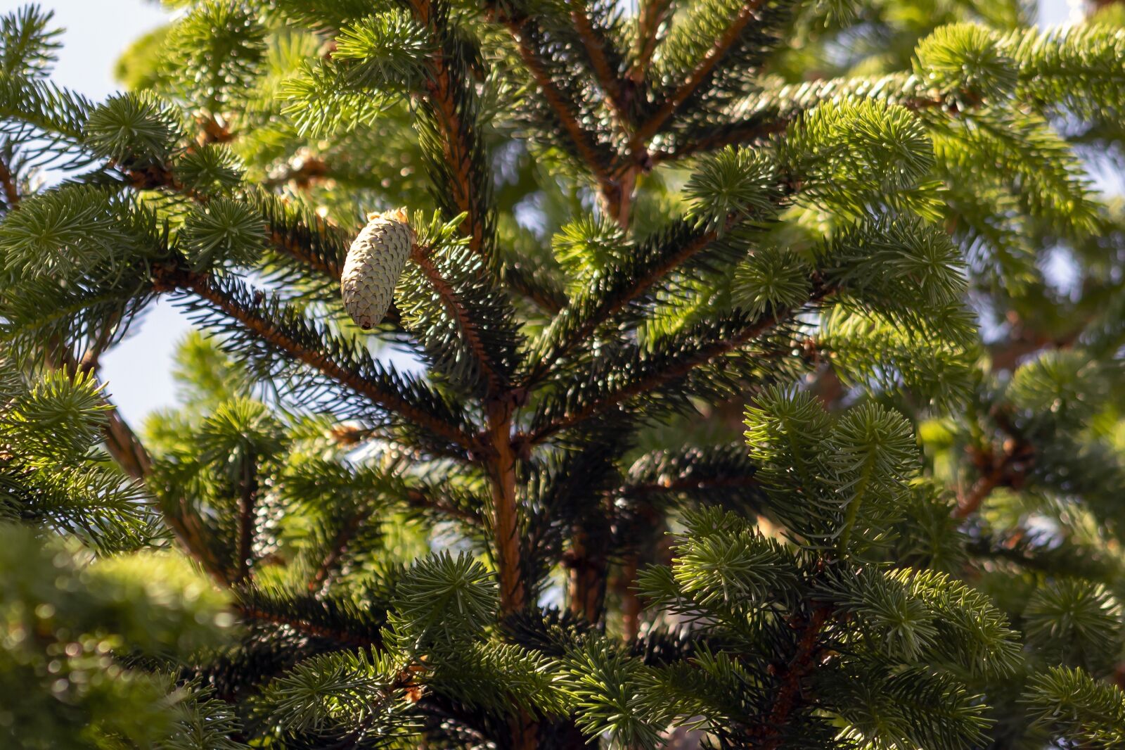 Canon EOS 1300D (EOS Rebel T6 / EOS Kiss X80) + EF75-300mm f/4-5.6 sample photo. Pine cone, conifer cone photography